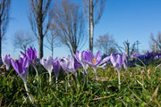 Fotótapéták Purple crocus in nature