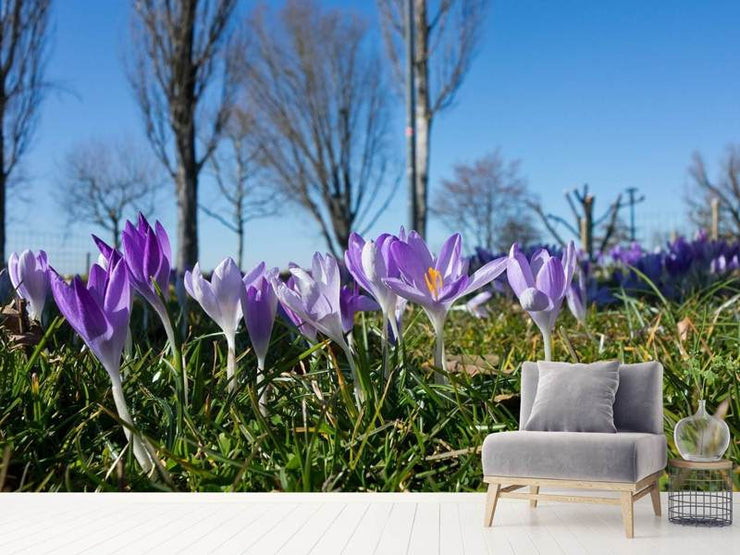 Fotótapéták Purple crocus in nature