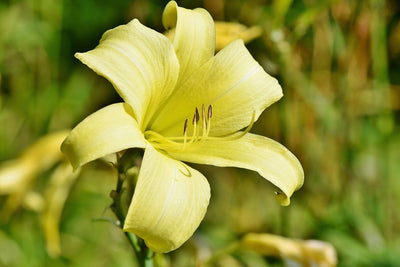 Fotótapéták Lilies blossom in yellow