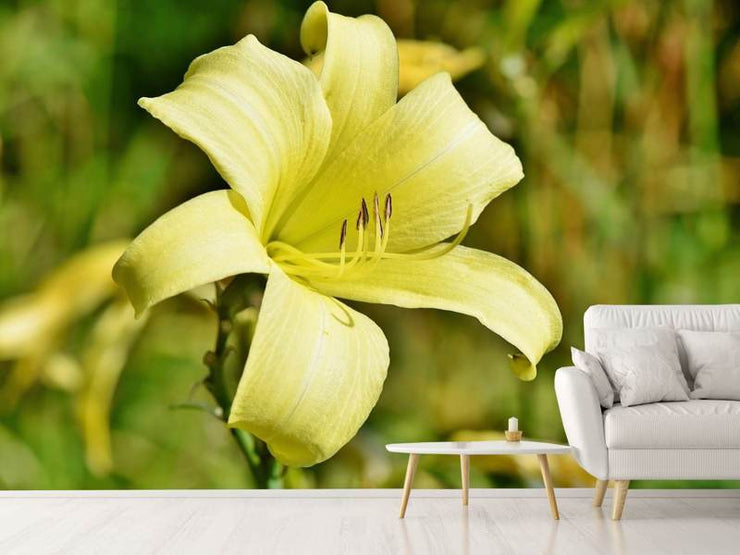 Fotótapéták Lilies blossom in yellow