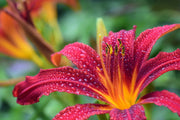 Fotótapéták Lily flower in pink XL