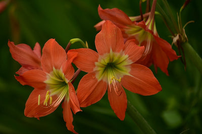 Fotótapéták Lilies in orange