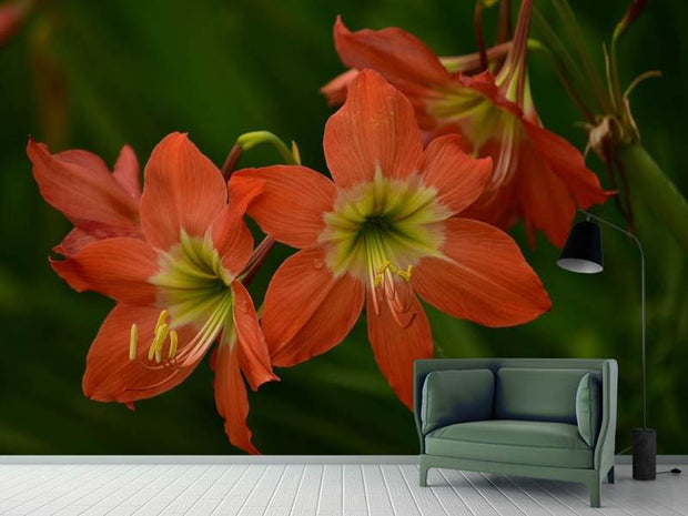 Fotótapéták Lilies in orange