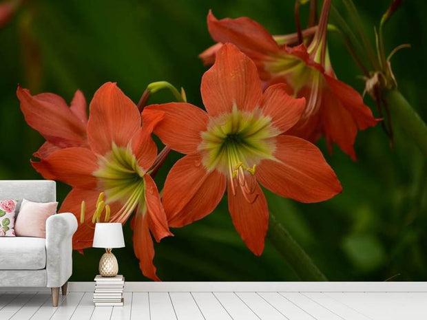 Fotótapéták Lilies in orange