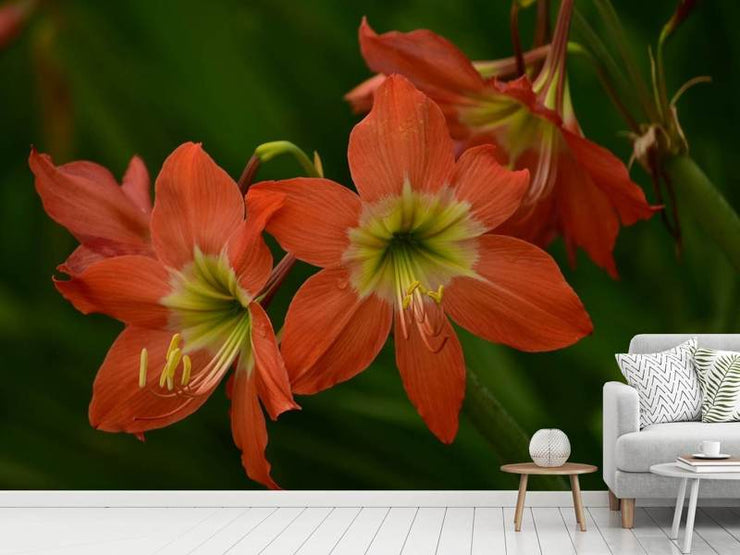 Fotótapéták Lilies in orange