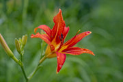 Fotótapéták Lily blossom in the nature