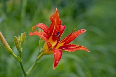 Fotótapéták Lily blossom in the nature