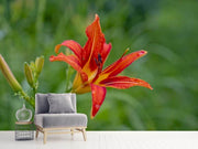 Fotótapéták Lily blossom in the nature