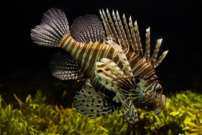 Fotótapéták Lion fish