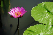 Fotótapéták Lotus flower in pink