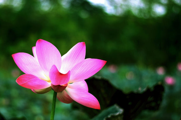 Fotótapéták Lotus in nature