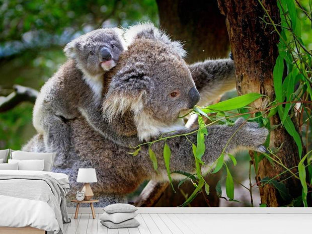 Fotótapéták Mom and baby koala