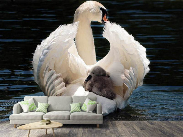 Fotótapéták Mom and baby swan
