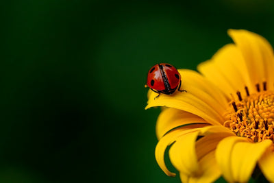 Fotótapéták Ladybug on the sunflower