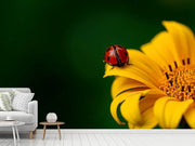 Fotótapéták Ladybug on the sunflower