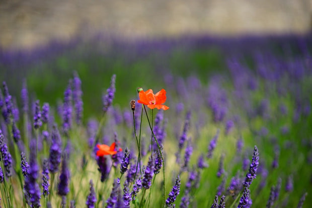 Fotótapéták Poppy in the lavender