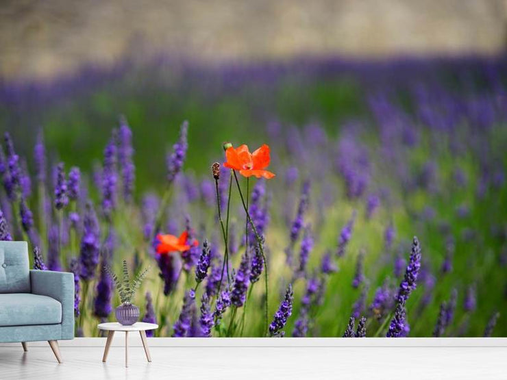 Fotótapéták Poppy in the lavender