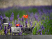 Fotótapéták Poppy in the lavender