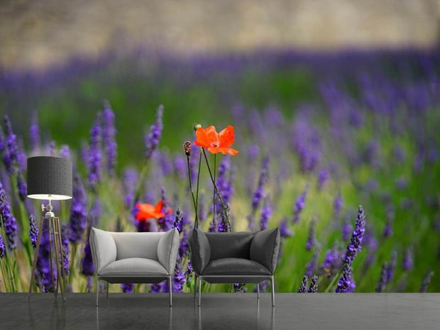 Fotótapéták Poppy in the lavender