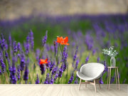 Fotótapéták Poppy in the lavender