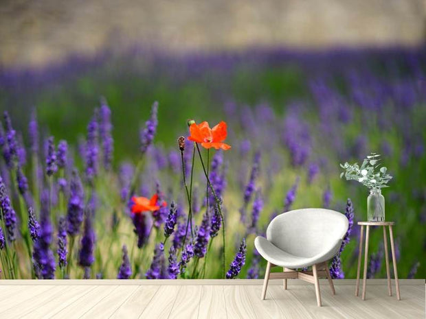 Fotótapéták Poppy in the lavender