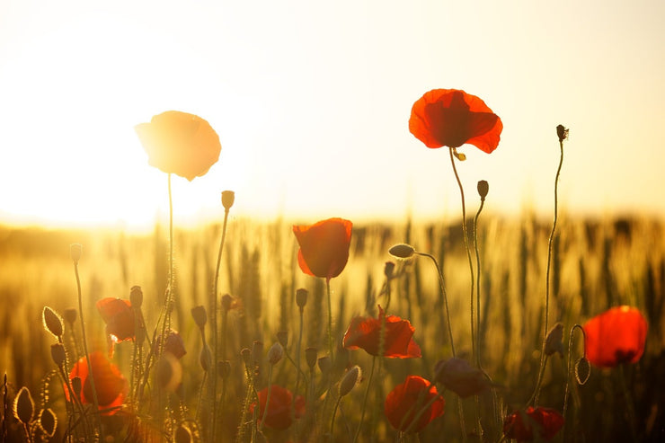 Fotótapéták Poppy in the sunset