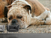 Fotótapéták Tired boxer