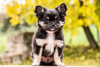 Fotótapéták Cute chihuahua puppy