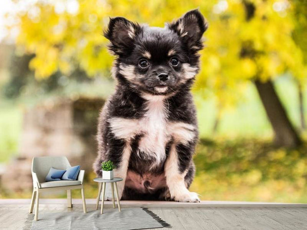 Fotótapéták Cute chihuahua puppy