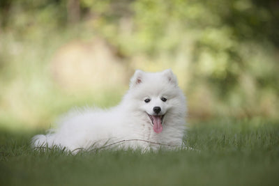 Fotótapéták Cute spitz puppy