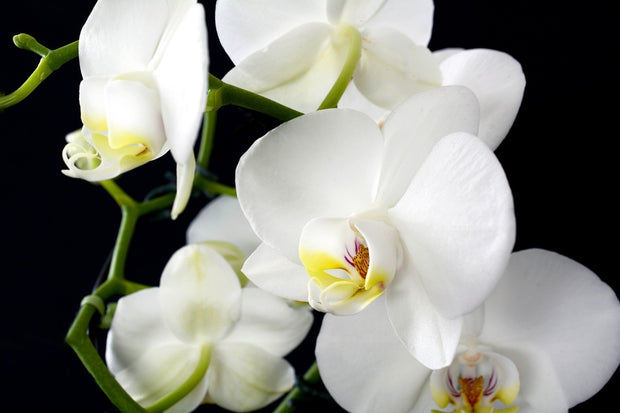 Fotótapéták Orchid close up
