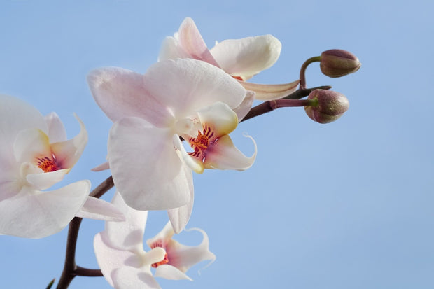 Fotótapéták Orchid in the sky