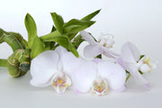 Fotótapéták Orchid and bamboo
