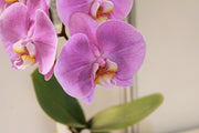 Fotótapéták Orchids with purple flowers in XL