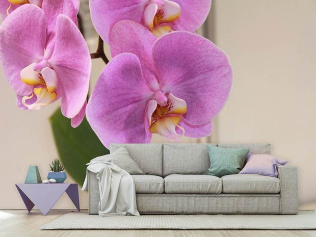 Fotótapéták Orchids with purple flowers in XL