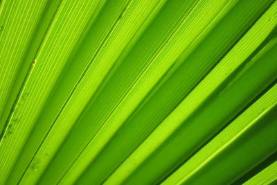 Fotótapéták Palm stripes 2