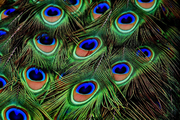 Fotótapéták Peacock feathers XXL