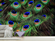 Fotótapéták Peacock feathers XXL