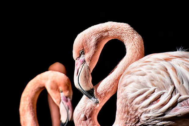 Fotótapéták Magnificent flamingos