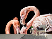 Fotótapéták Magnificent flamingos