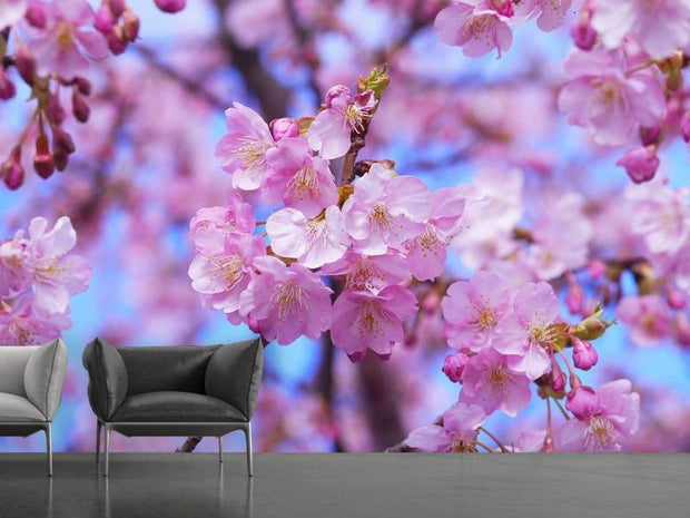 Fotótapéták Gorgeous cherry blossom