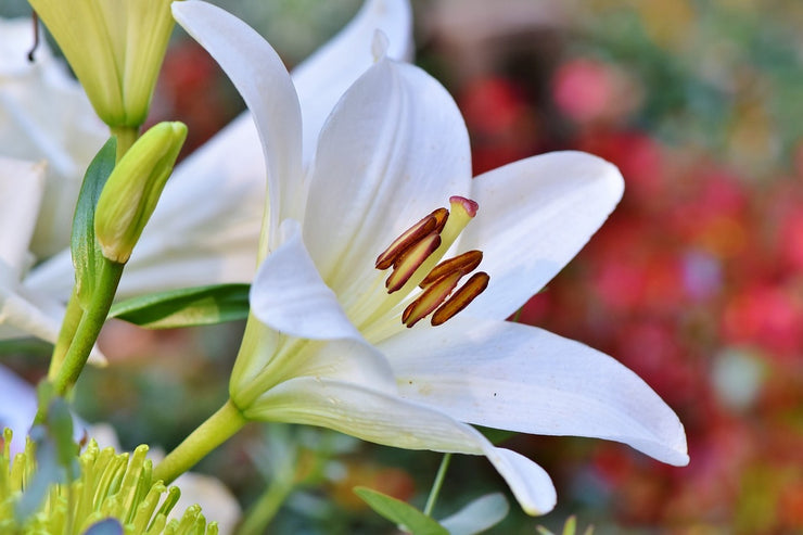 Fotótapéták Magnificent lily in white