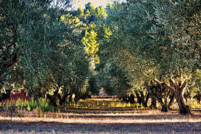 Fotótapéták Magnificent olive trees