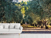 Fotótapéták Magnificent olive trees