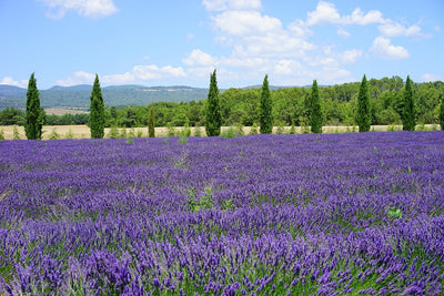 Fotótapéták Magnificent lavender field