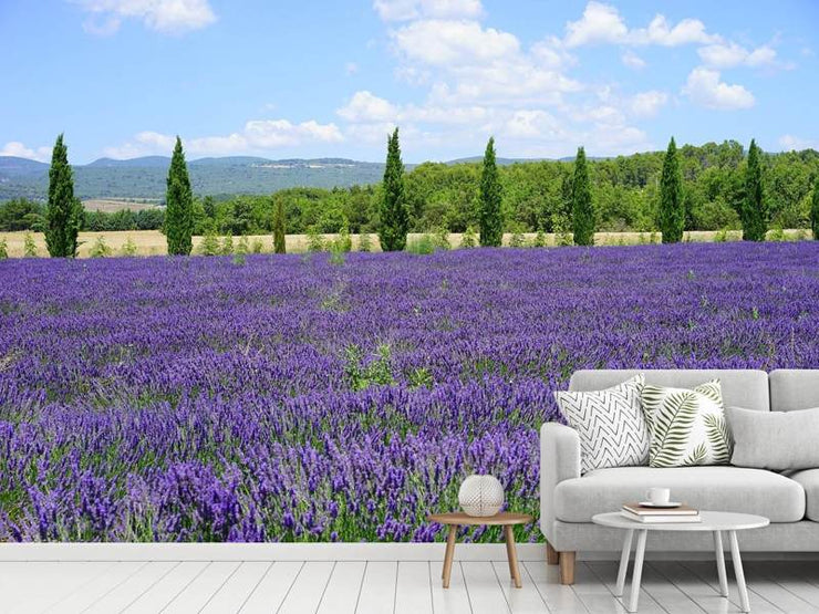 Fotótapéták Magnificent lavender field