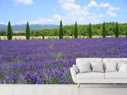 Fotótapéták Magnificent lavender field