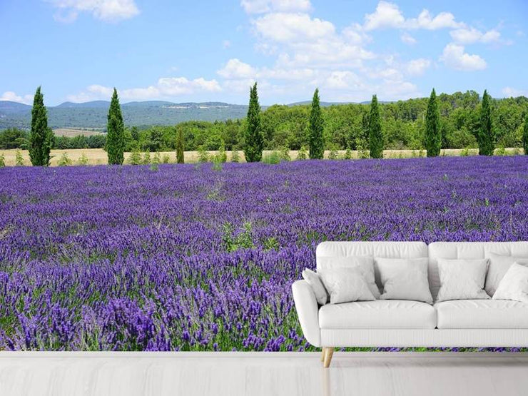 Fotótapéták Magnificent lavender field