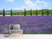 Fotótapéták Magnificent lavender field