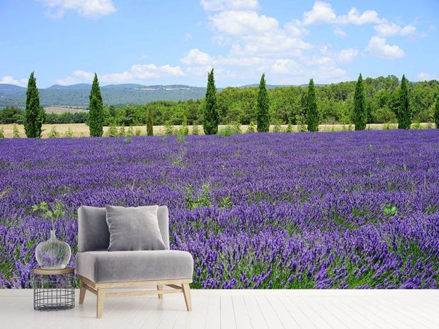 Fotótapéták Magnificent lavender field